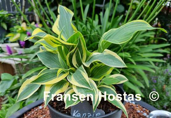 Hosta Kenzie